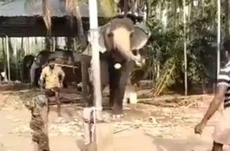 Video Of An Elephant Playing Cricket Goes Viral