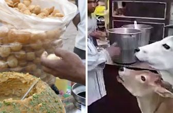 Cow eating Panipuri 