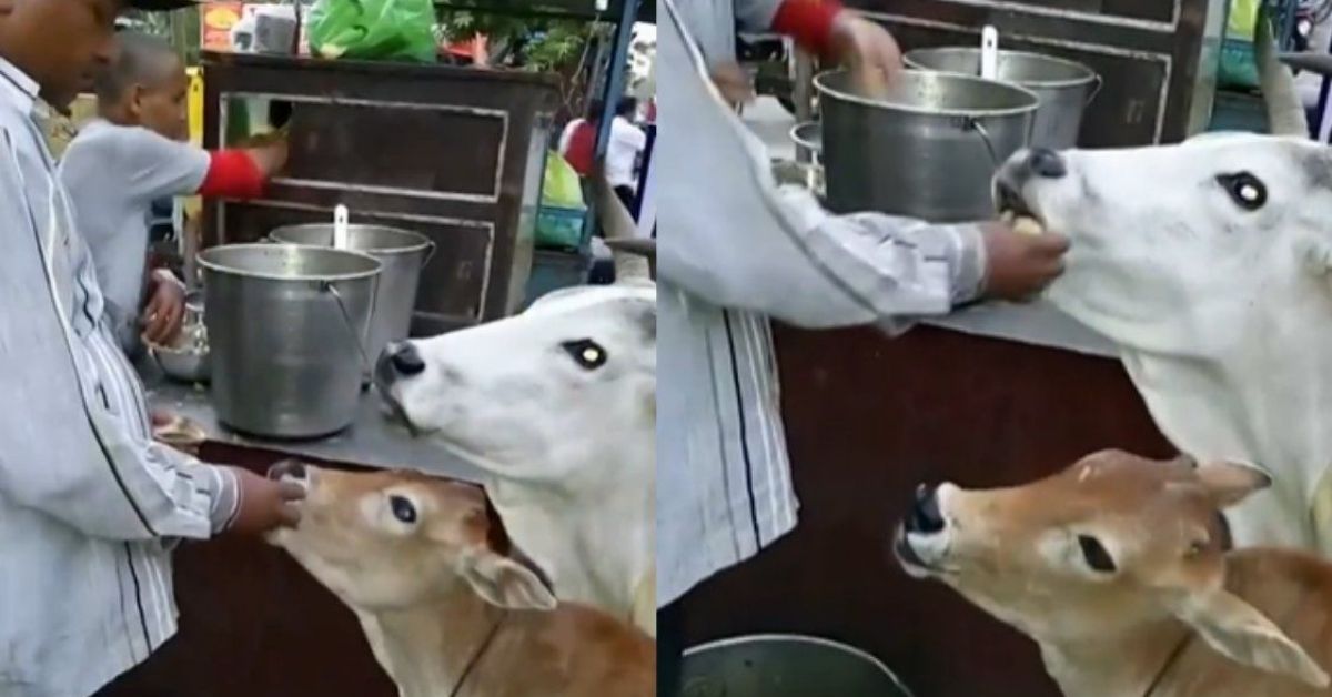 Cow eating Panipuri  