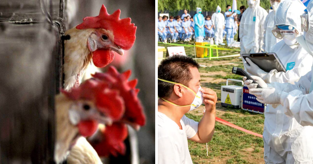 China Reports First Human Case Of H10N3 Bird Flu