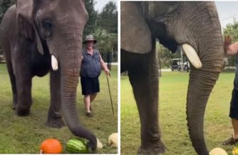 An Elephant Relishes Delightful Fruity Meal In A Viral Video