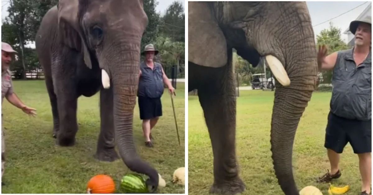 An Elephant Relishes Delightful Fruity Meal In A Viral Video