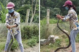 Viral Video: Woman Catching A Snake With Bare Hands Goes Creepy
