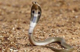 ಹಾವುಗಳ ಮರಿಗಳು