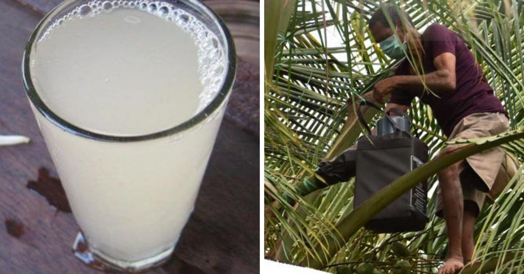 Neera DrinkHealth benefits and Where do I get in Bangalore?