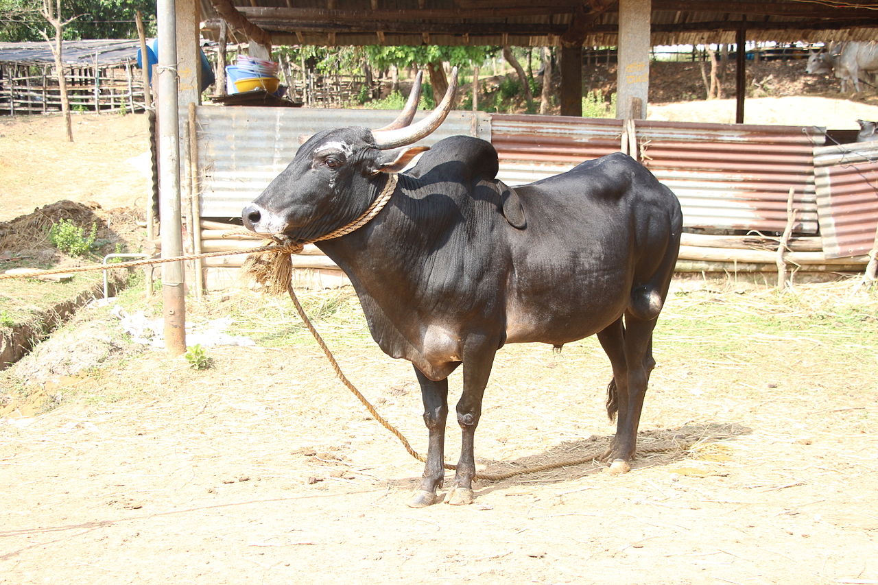 Hallikar Bull