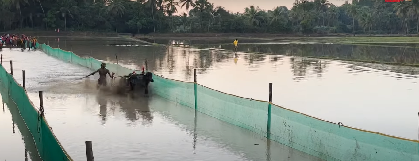 Kambala