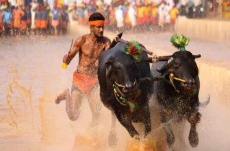 bengaluru kambala, bangalore kambala date, place