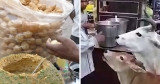 Watch Video: Man Feeds Panipuri To Cow And Her Calf