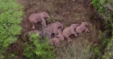 A Group Of Elephant Sleeps Peacefully In A Viral Video