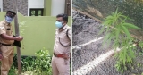 In A Shocking Incident, Kerala Youth Plants Ganja On World Environment Day
