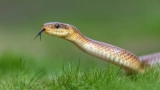 Famous Snake Catchers in Karnataka | Snake Rescuers