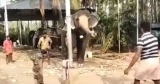 Video Of An Elephant Playing Cricket Goes Viral