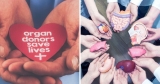 How Does Organ Donation Work? Read Point By Point