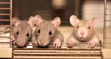 A man(32yrs) in China dies out of HANTAVIRUS – Another Virus from China!